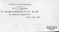 Uromyces euphorbiae image